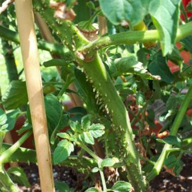 Tomato 'Brandywine Pink' (Beefsteak Tomato)