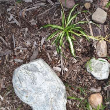 Spider Plant 'Bonnie'