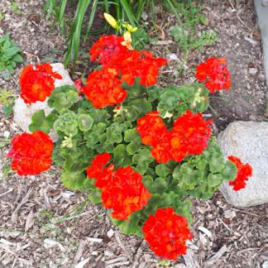 Pelargonium 'Contrast' (Zonal Coloured Variegated)