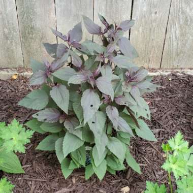 Ageratina altissima 'Chocolate' syn. Eupatorium rugosum 'Chocolate'