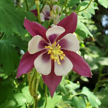 Aquilegia 'Songbird' (Songbird Series)