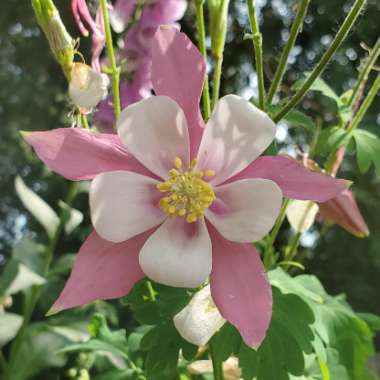 Aquilegia 'Songbird' (Songbird Series)