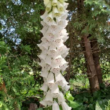 Digitalis purpurea 'Alba'