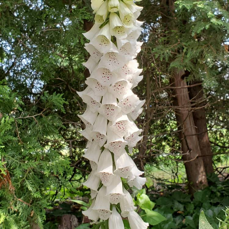 Plant image Digitalis purpurea 'Alba'