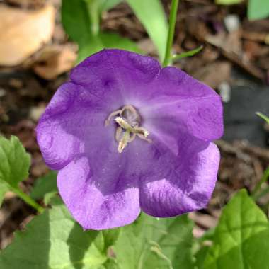 Platycodon grandiflorus  syn. Campanula grandiflora