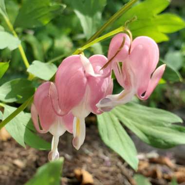 Lamprocapnos spectabilis  syn. Dicentra spectabilis