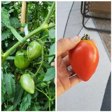 Solanum lycopersicum 'Roma'