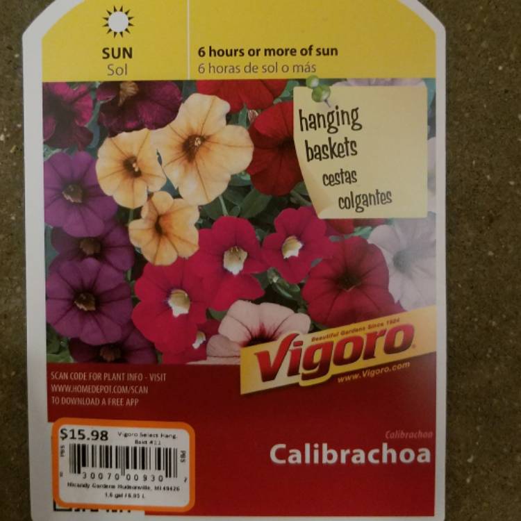 Plant image Petunia 'Calibrachoa'