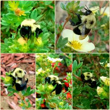 Potentilla fruticosa 'Primrose Beauty'