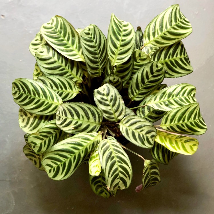 Plant image Calathea Insignis