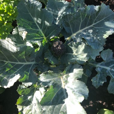 Broccoli Calabrese 'Anastya' F1