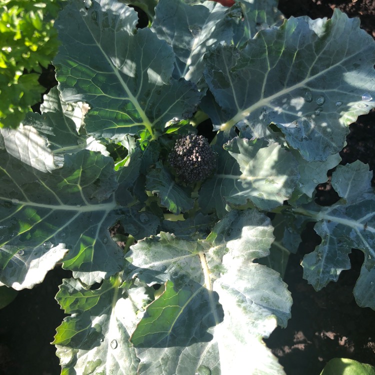 Plant image Brassica oleracea var. Italica Calabrese 'Anastya'F1