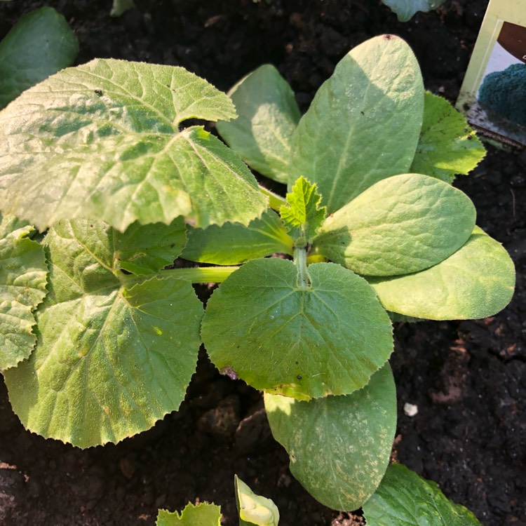 Plant image Cucurbita pepo var. Cylindrica 'Defender'