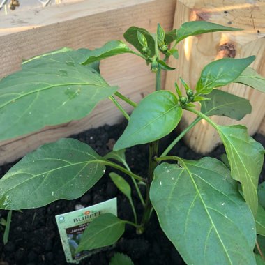 Chilli Pepper 'Jalapeno'