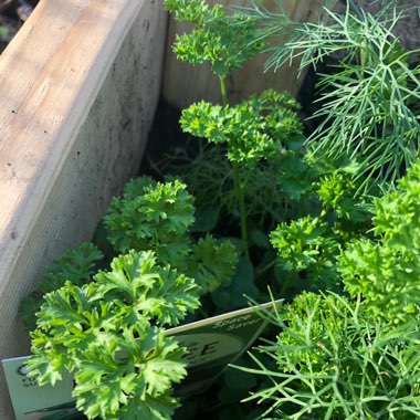 Curly Parsley