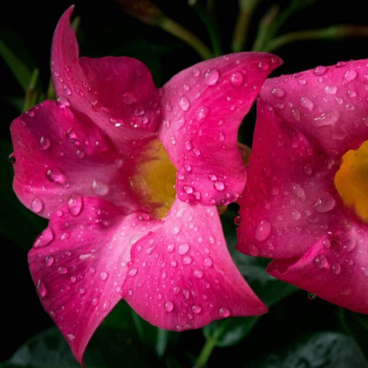 Plant image Mandevilla Sanderi syn. Dipladenia 'Scarlet Pimpernel'