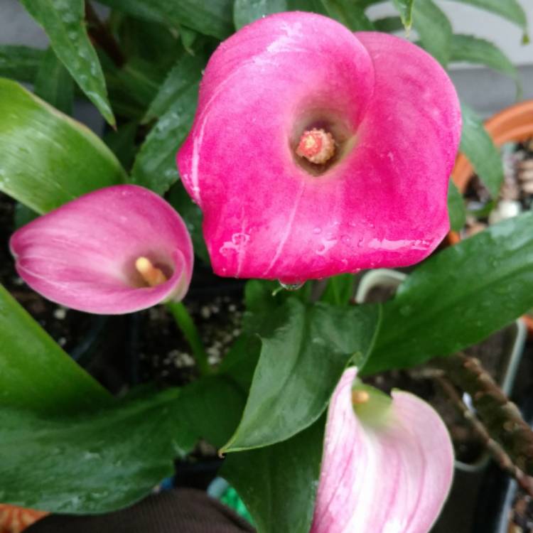 Plant image Zantedeschia 'Hot Flashes'