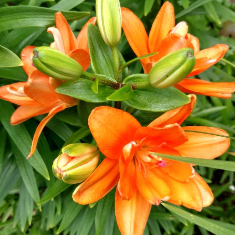 Plant image Lilium 'Tiny Double You'