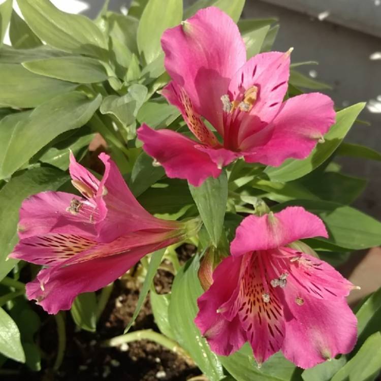 Alstroemeria 'Koncagoal' (Inca Series) syn. Alstroemeria 'Inca Goal ...