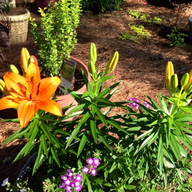 Lilium 'Orange Matrix' syn. Lilium 'Matrix Orange'