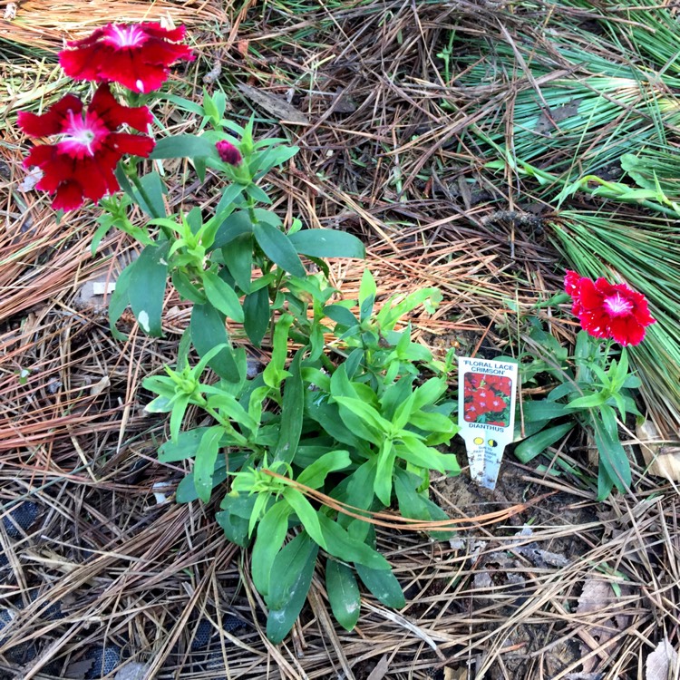 Plant image Dianthus barbatus 'Dash Crimson'