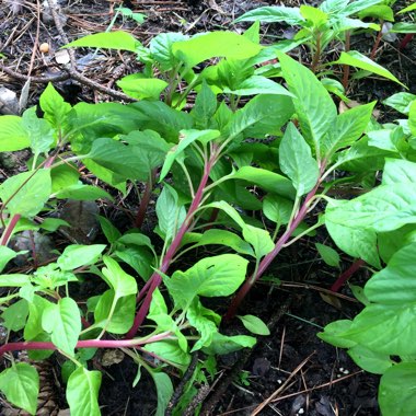 Celosia