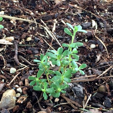 Portulaca oleracea