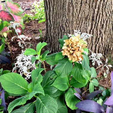 Hydrangea