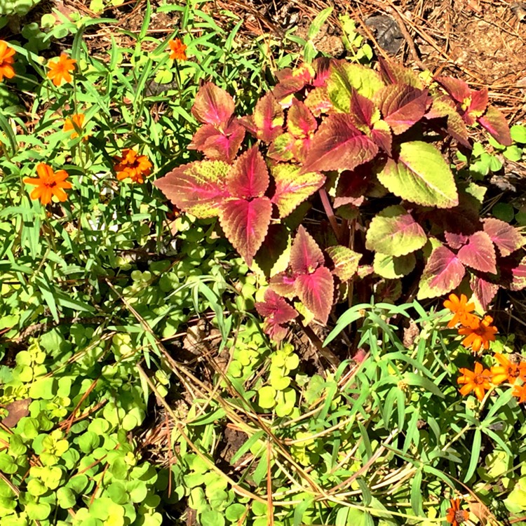 Plant image Solenostemon scutellarioides 'Pas2028' (Wizard Series) syn. Solenostemon scutellarioides 'Wizard Scarlet'