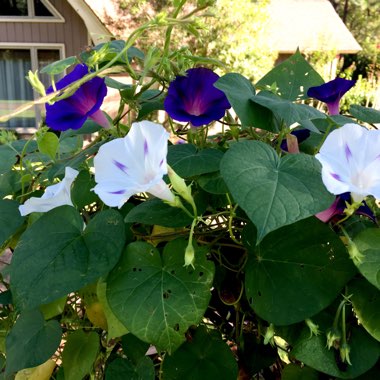 Ipomoea purpurea 'Milky Way'