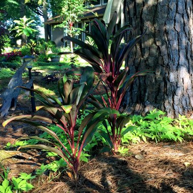 Cordyline fruticosa 'Tango'