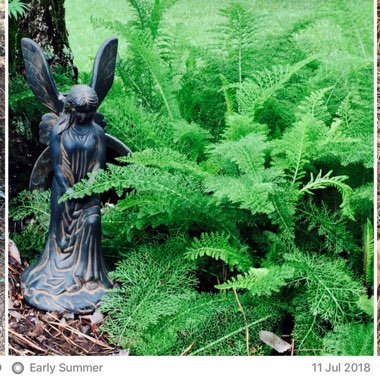 Achillea