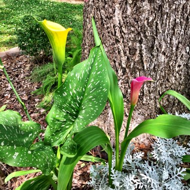 Zantedeschia rehmannii