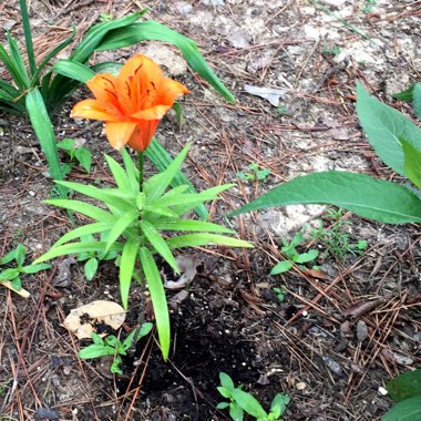 Lilium 'Orange Matrix' syn. Lilium 'Matrix Orange'