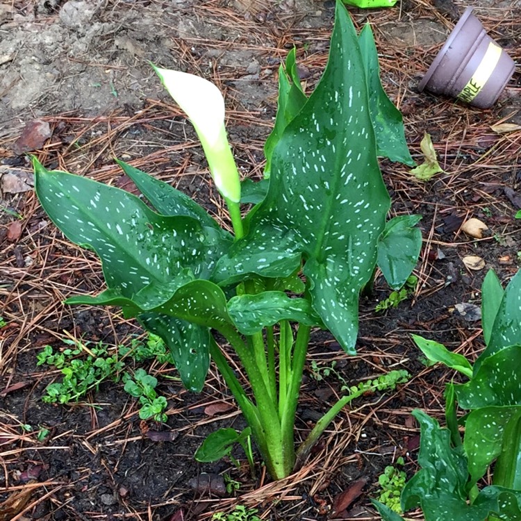 Plant image Zantedeschia 'White Flirt'