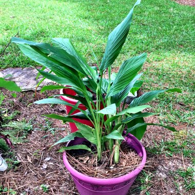 Curcuma longa syn. Curcuma domestica