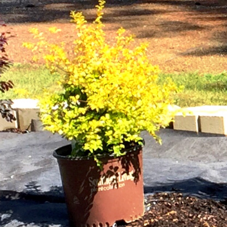 Plant image Ligustrum ovalifolium 'Aureum'