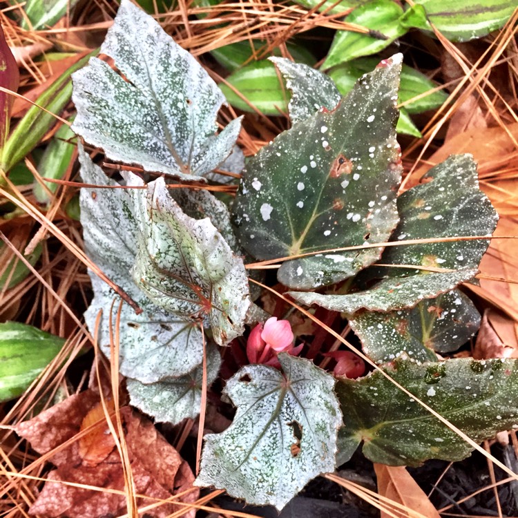 Plant image Begonia 'Dragon Wing'