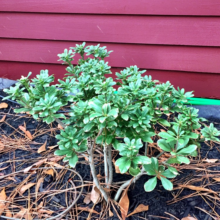 Plant image Pittosporum tobira 'Turner's Variegated Dwarf'