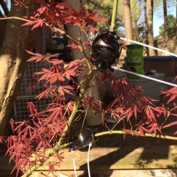 Acer Palmatum 'Atropurpureum'