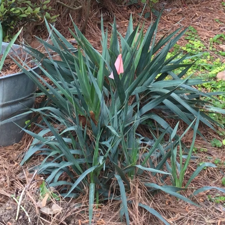 Plant image Yucca gigantea