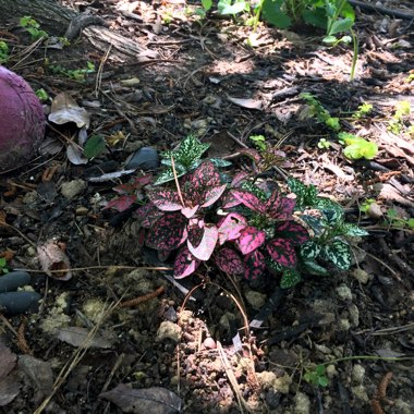 Hypoestes phyllostachya 'Splash Select Mix'