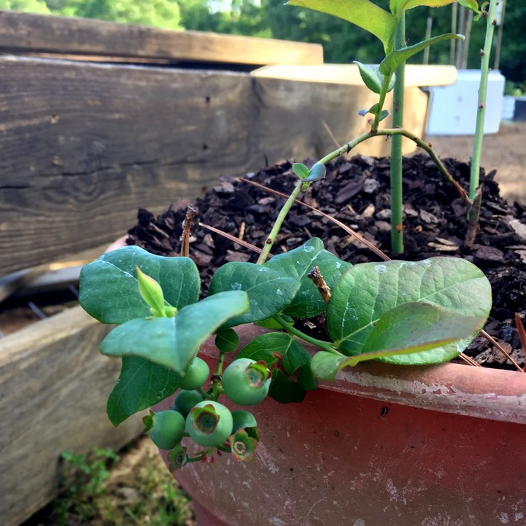 Plant image Vaccinium corymbosum 'Patriot'