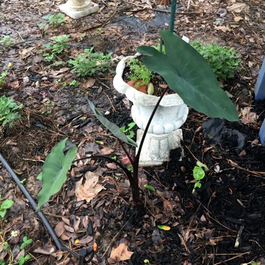 Alocasia Sarawakensis