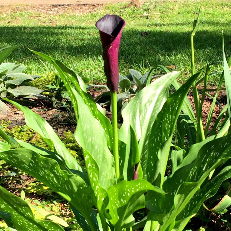 Plant image Zantedeschia 'Memories'