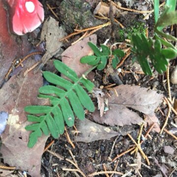 Plant image Polypodium vulgare