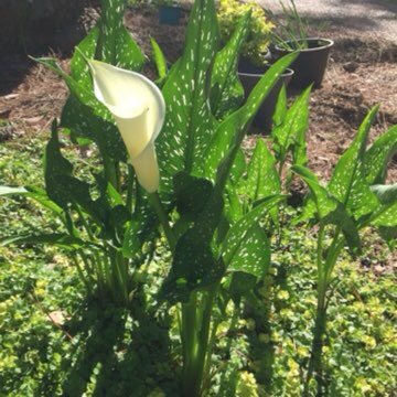 Zantedeschia 'White Flirt'