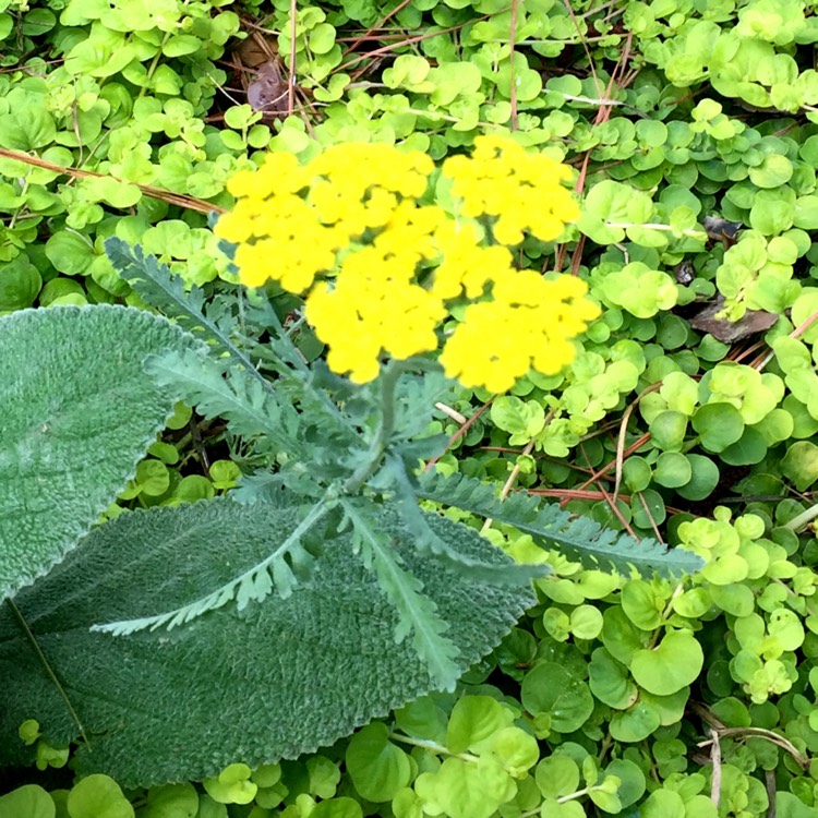 Plant image Achillea 'Moonshine'