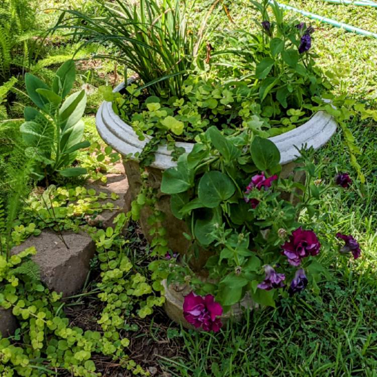 Plant image Petunia 'Belinda'