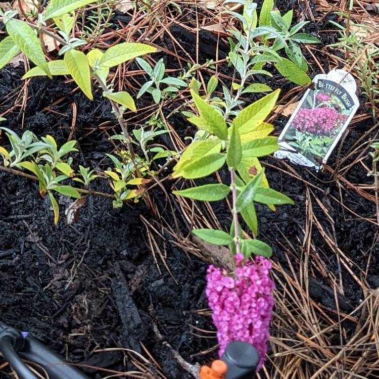 Plant image Buddleja davidii 'Tobudvelve' (Buzz Series) syn. Buddleja davidii 'Buzz Velvet'